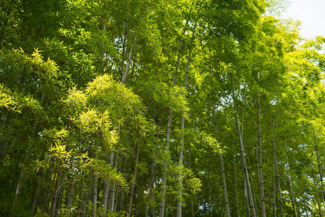 Kyoto Chikuan Leilighet Eksteriør bilde